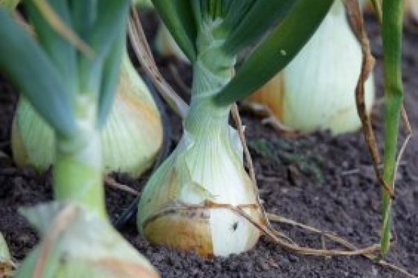 Почему не работает solaris onion